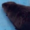 "Ривьера" аквапаркында кондызны коткарганнар (ВИДЕО)