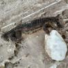 Башкортстан юлында бозланып каткан крокодил тапканнар (ФОТО)